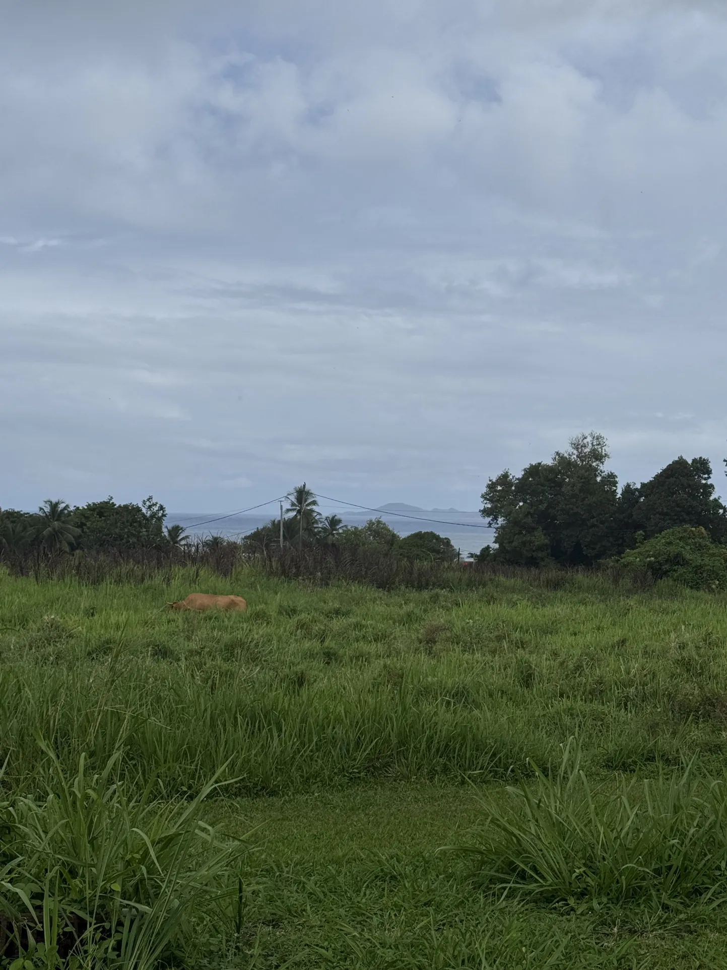 Terrains à vendre à Capesterre-Belle-Eau - Vue mer et montagne, viabilisés 