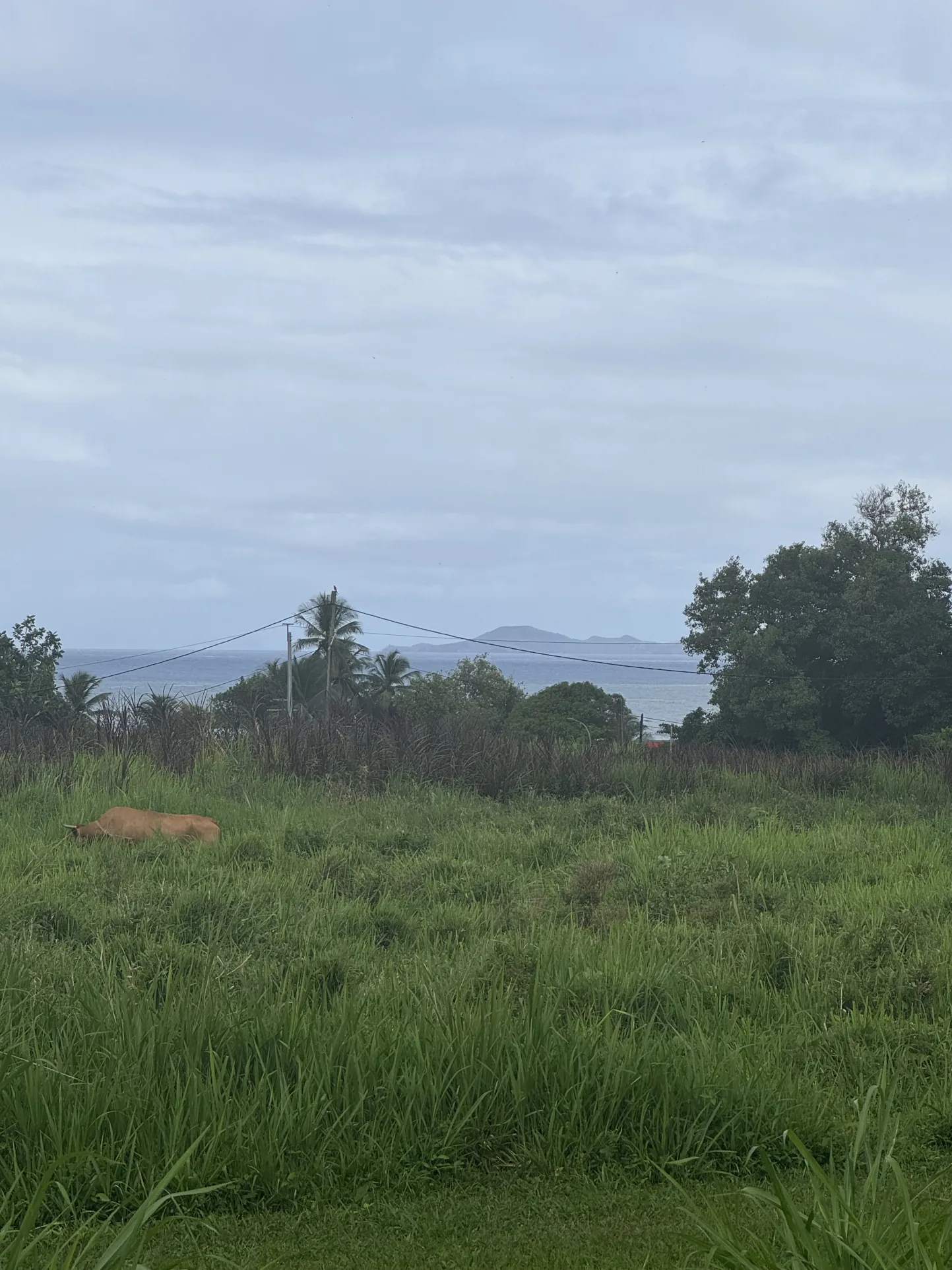 Terrains à vendre à Capesterre-Belle-Eau - Vue mer et montagne, viabilisés 