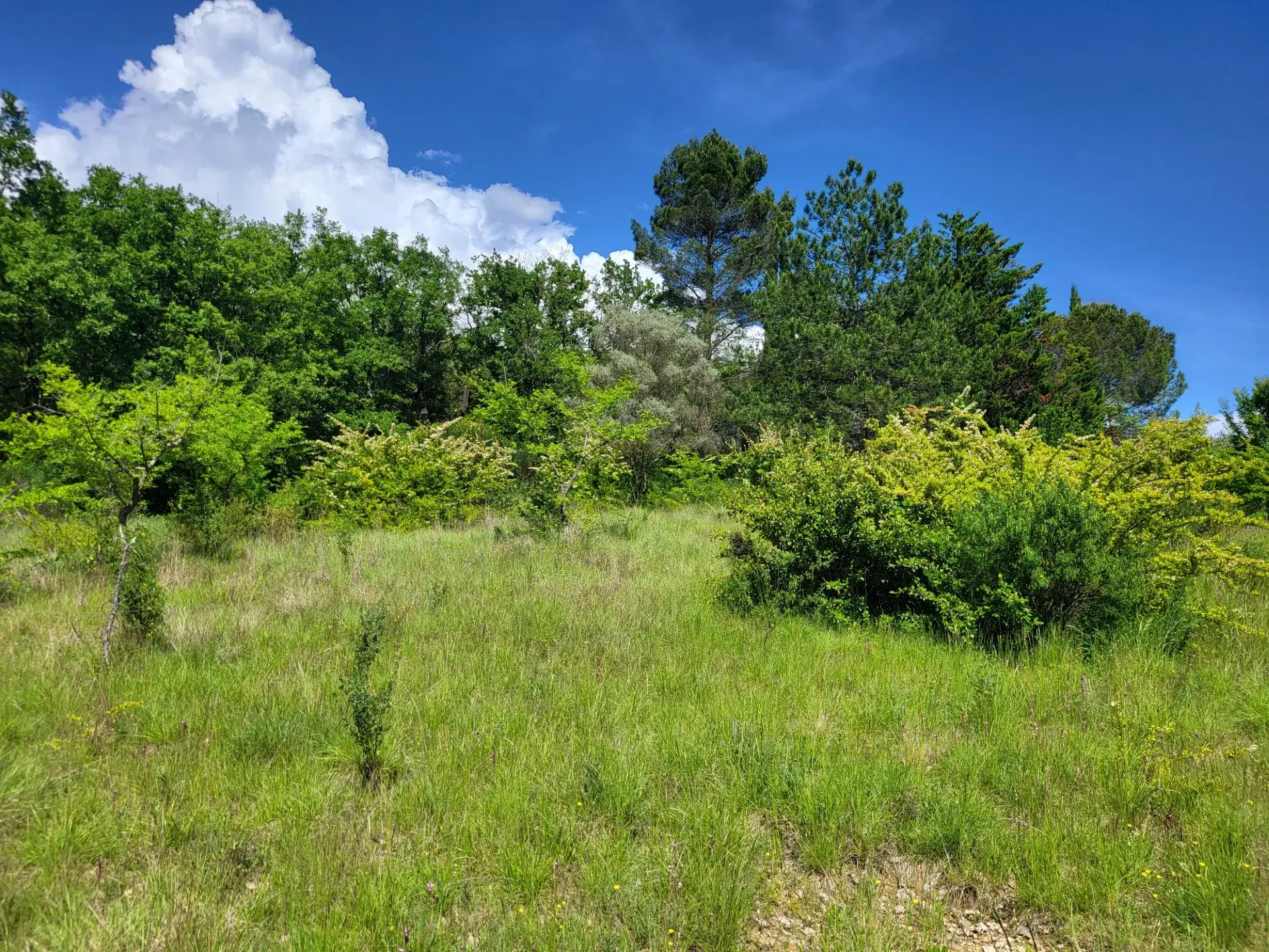 Terrain constructible de 1500 m² à Ners, proche d'Alès et Quissac - Liberté de construction 