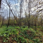 Parcelle forestière à Venon de 7 281 m² pour loisirs ou conservation