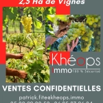 À vendre parcelles de vignes en Sauternes, 2,5 hectares, terroir de Graves sableuses