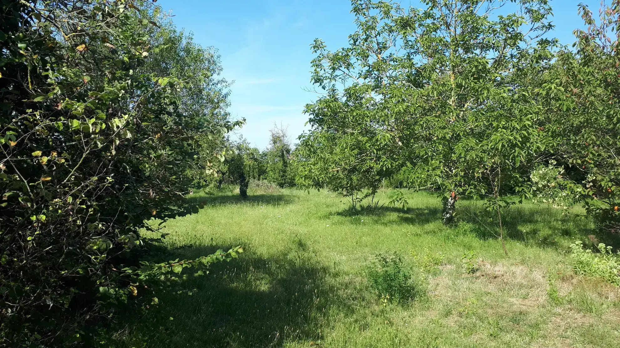 Charmante maison avec annexe et grand terrain à Les Ormes (86) 