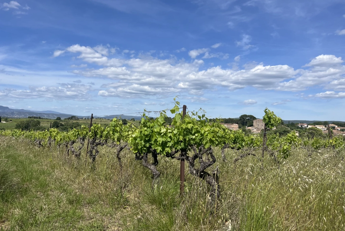 Terrain agricole avec vue dominante à Gignac - Vigne et oliviers, extension possible 