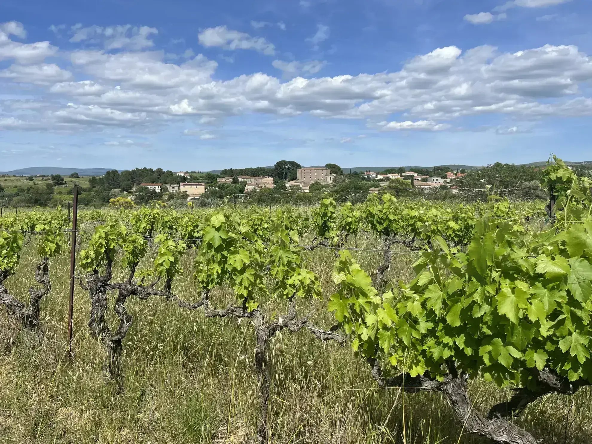 Terrain agricole avec vue dominante à Gignac - Vigne et oliviers, extension possible 