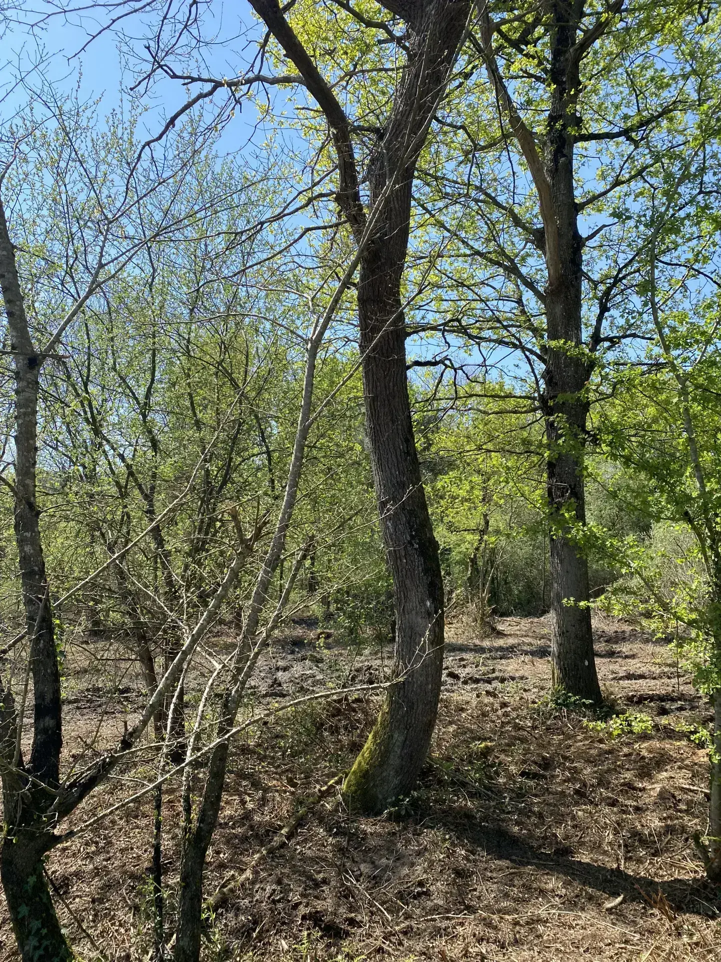 Terrain constructible de 2 300 m² à Challans, viabilisé dans secteur résidentiel prisé 
