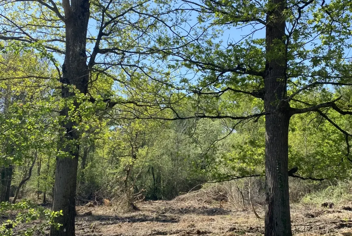 Terrain constructible de 2 300 m² à Challans, viabilisé dans secteur résidentiel prisé 