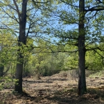 Terrain constructible de 2 300 m² à Challans, viabilisé dans secteur résidentiel prisé
