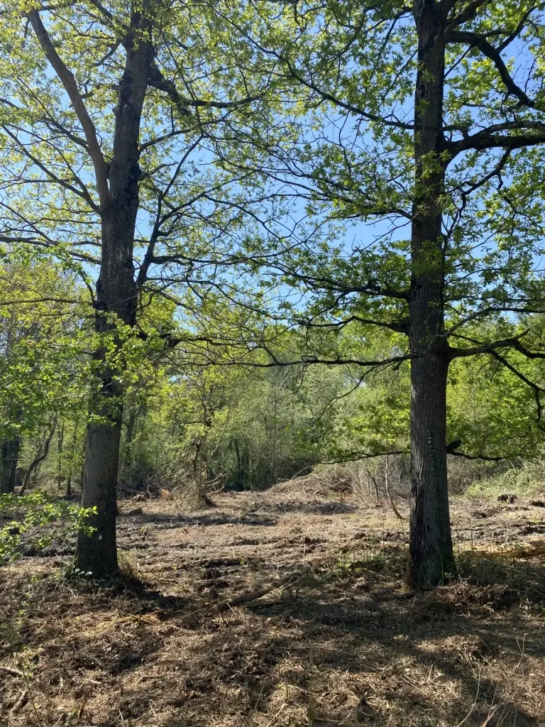 Terrain constructible de 2 300 m² à Challans, viabilisé dans secteur résidentiel prisé