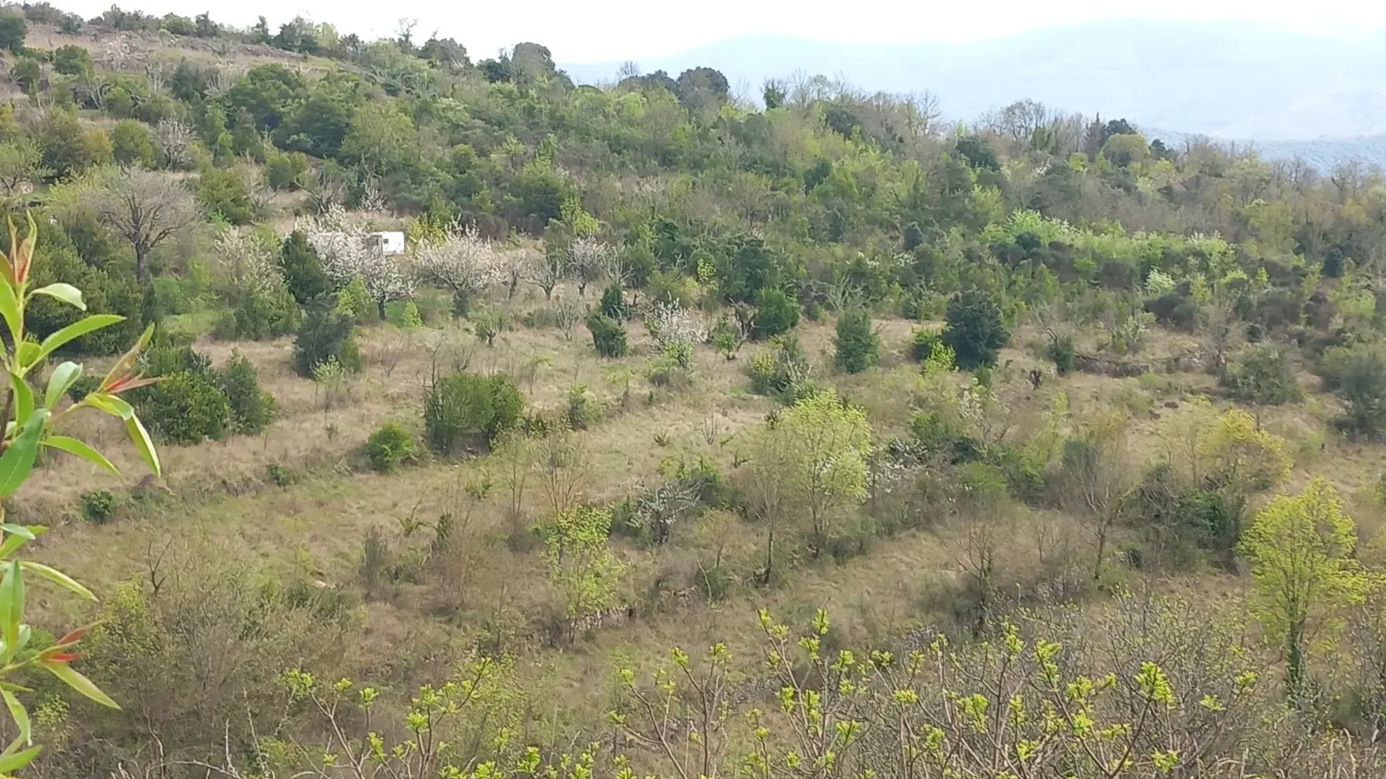 Terrain en restanques avec petit maset à Villemagne l'argentiere 34600 
