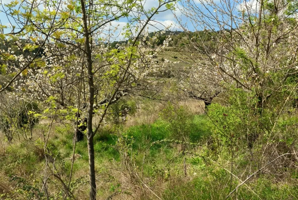 Terrain en restanques avec petit maset à Villemagne l'argentiere 34600 