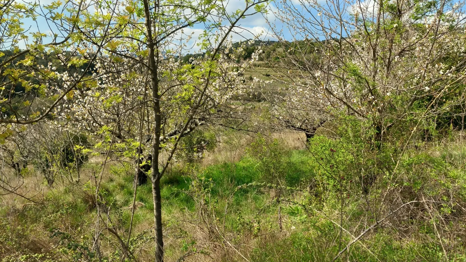 Terrain en restanques avec petit maset à Villemagne l'argentiere 34600 