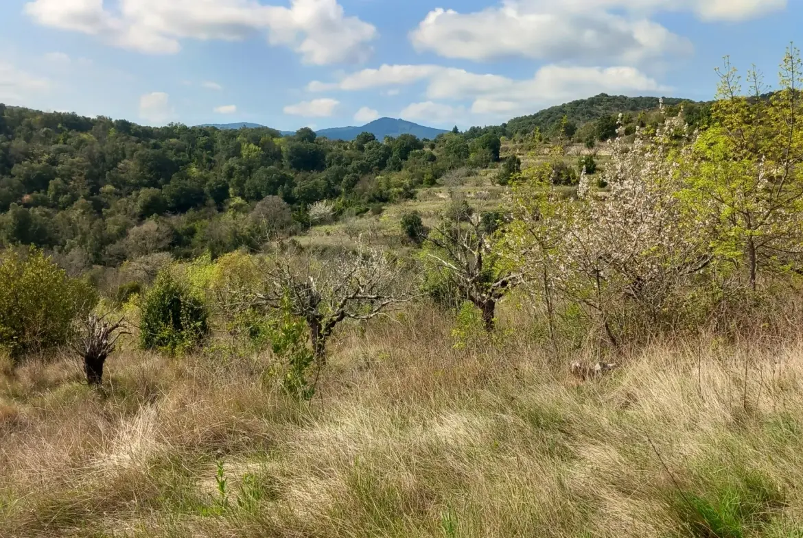 Terrain en restanques avec petit maset à Villemagne l'argentiere 34600 