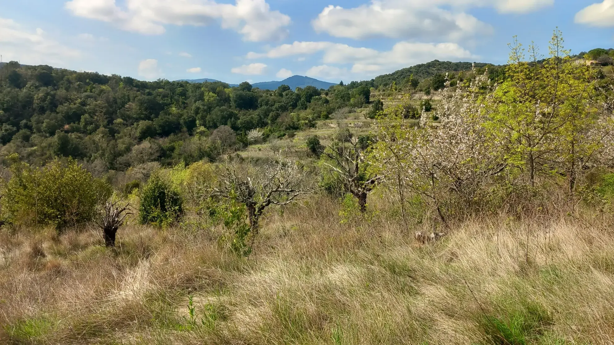 Terrain en restanques avec petit maset à Villemagne l'argentiere 34600 