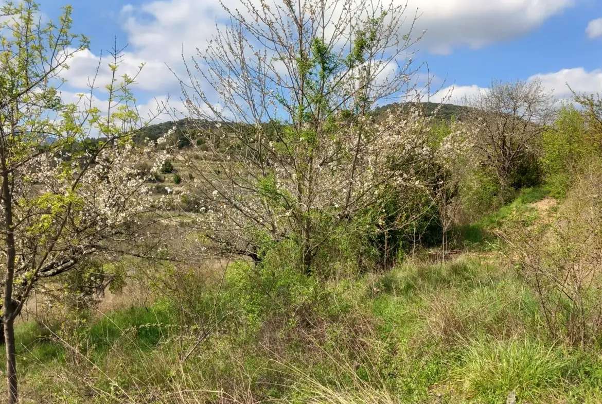 Terrain en restanques avec petit maset à Villemagne l'argentiere 34600 