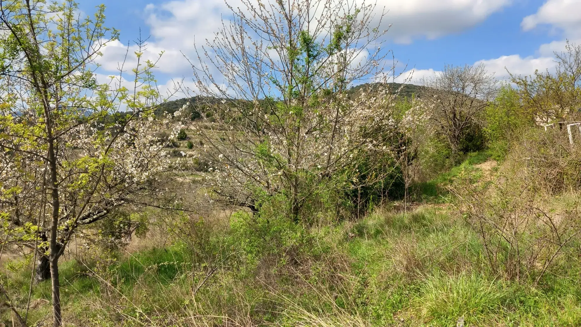 Terrain en restanques avec petit maset à Villemagne l'argentiere 34600 