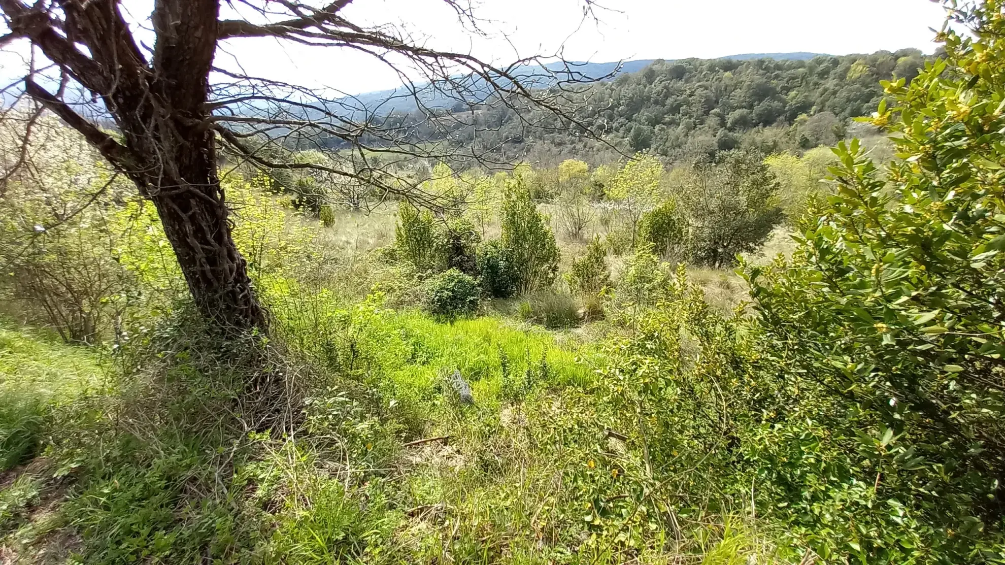 Terrain en restanques avec petit maset à Villemagne l'argentiere 34600 