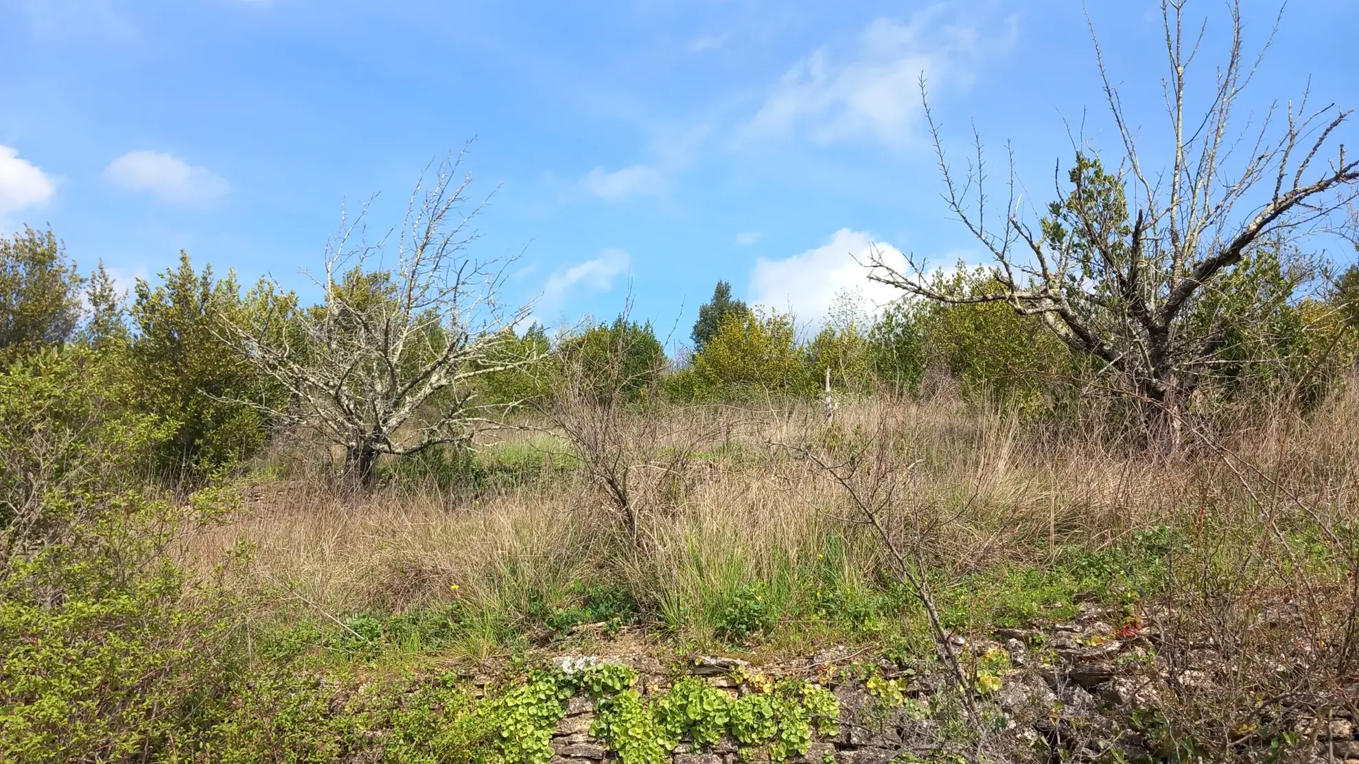 Terrain en restanques avec petit maset à Villemagne l'argentiere 34600 