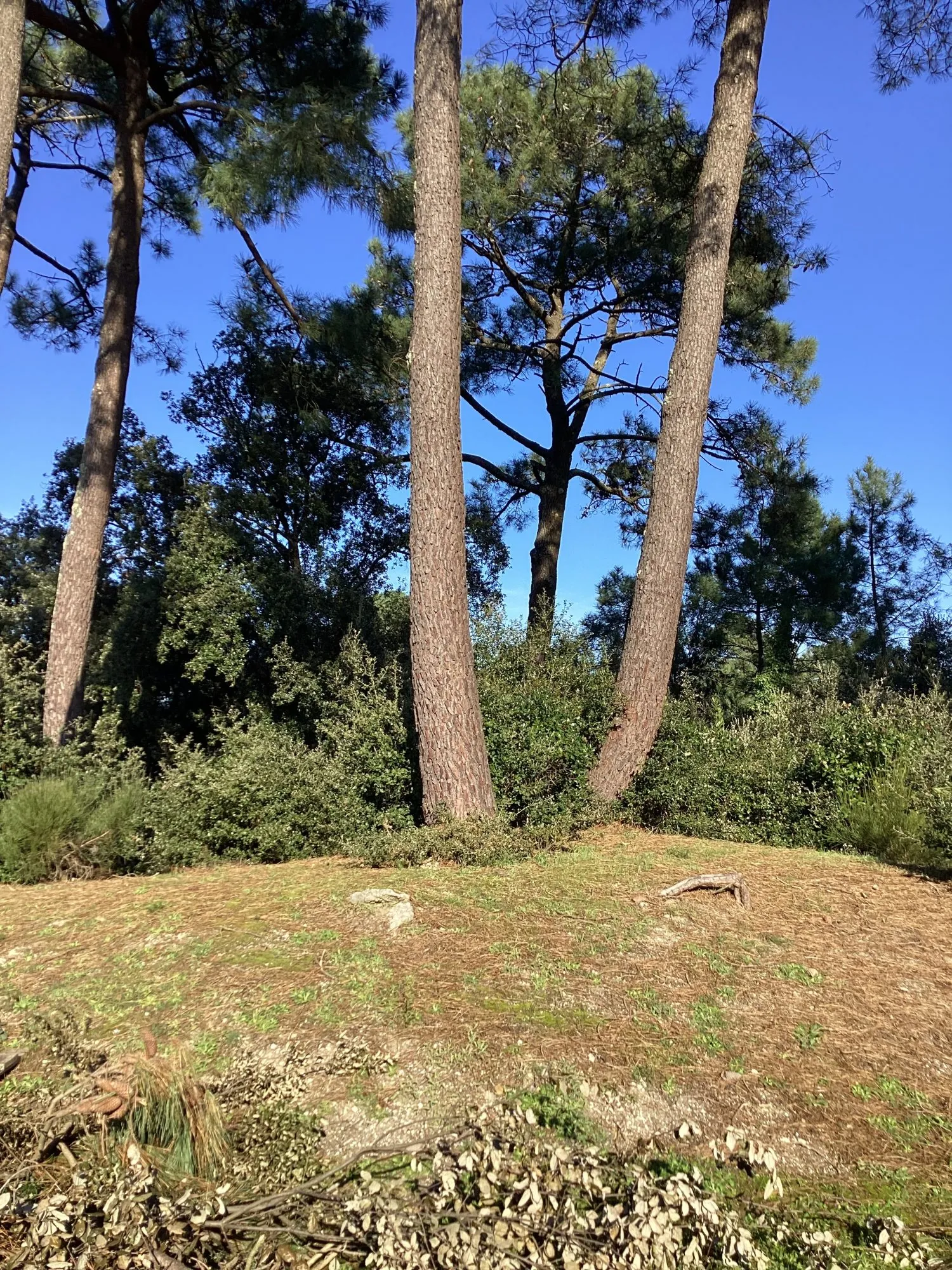 COTE FORET Charmant T1 avec terrasse au Verdon-sur-Mer, résidence calme proche plages et commerces 