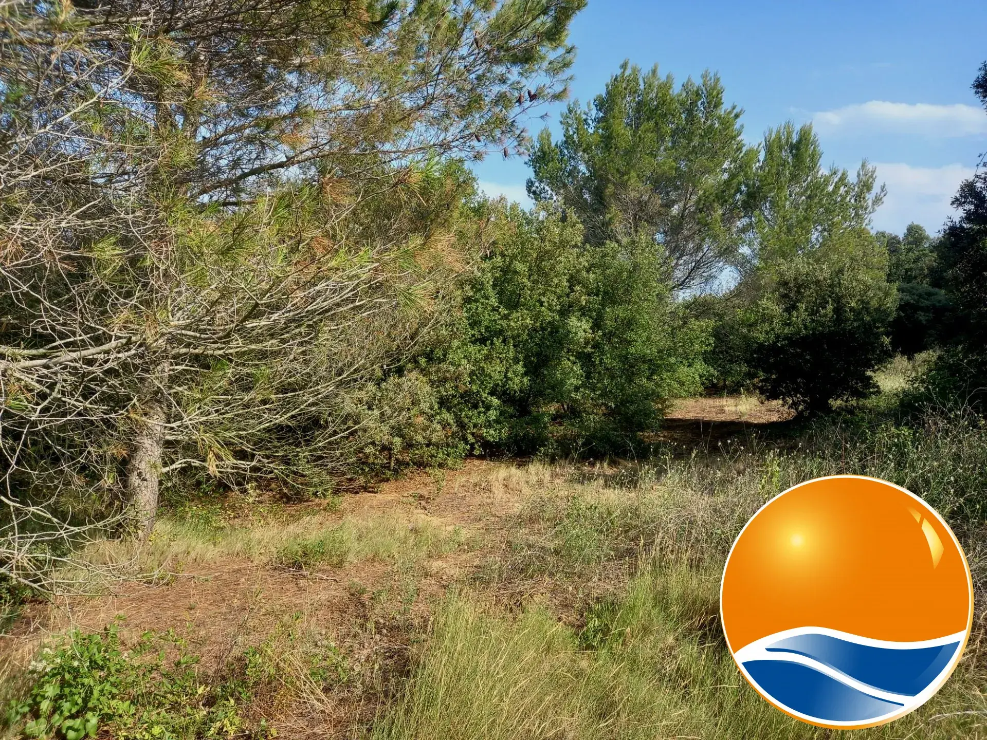 Terrain arboré non constructible à Paraza avec permis pour box, opportunité rare 