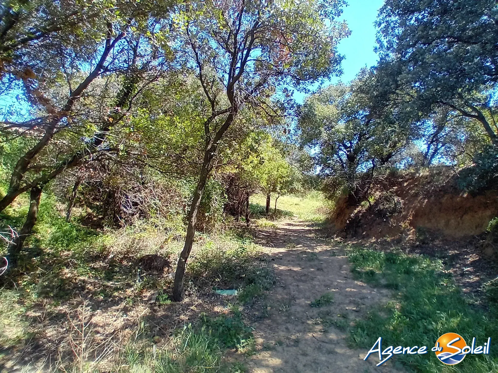 Terrain arboré non constructible à Paraza avec permis pour box, opportunité rare 