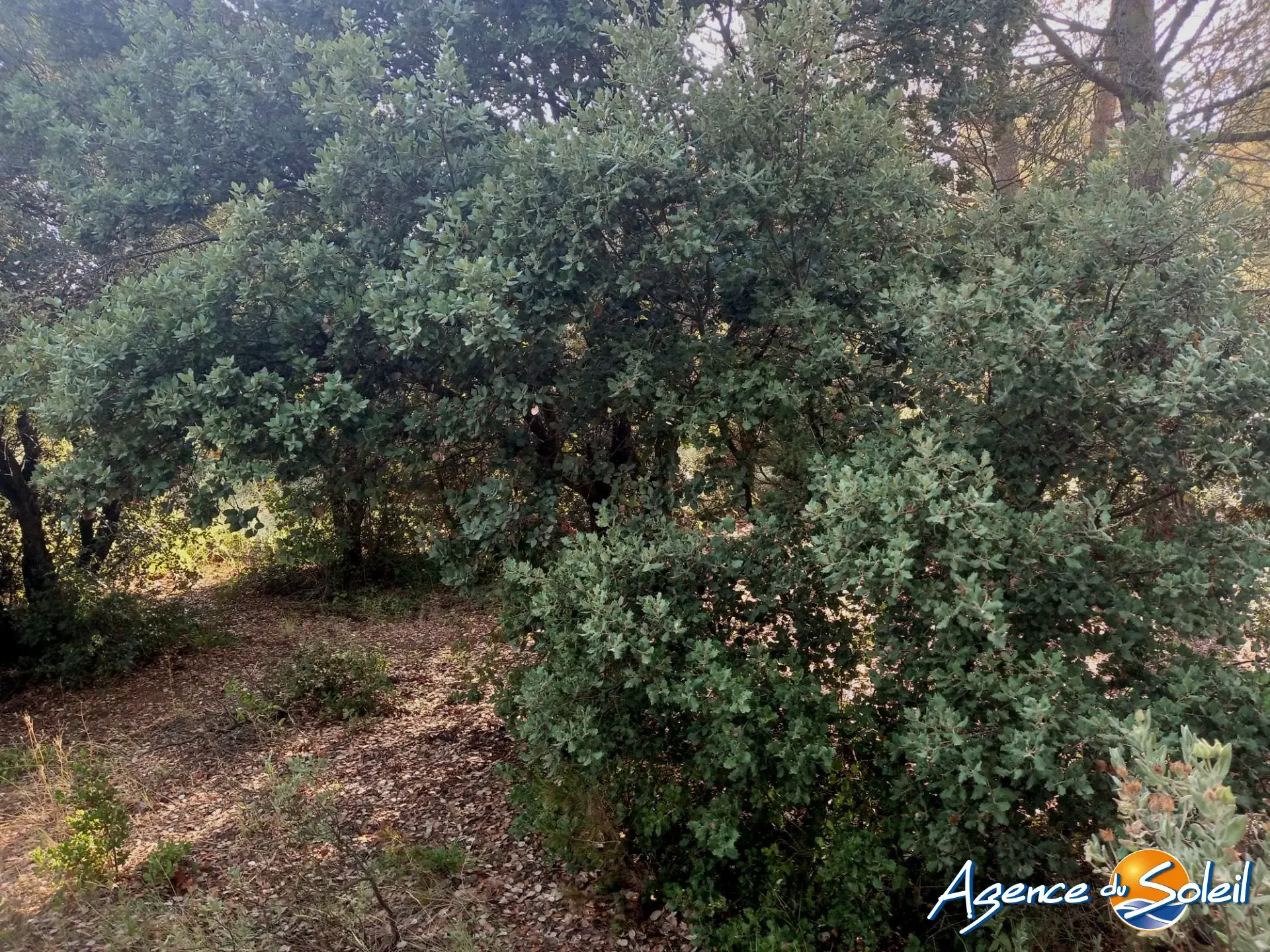 Terrain arboré non constructible à Paraza avec permis pour box, opportunité rare 