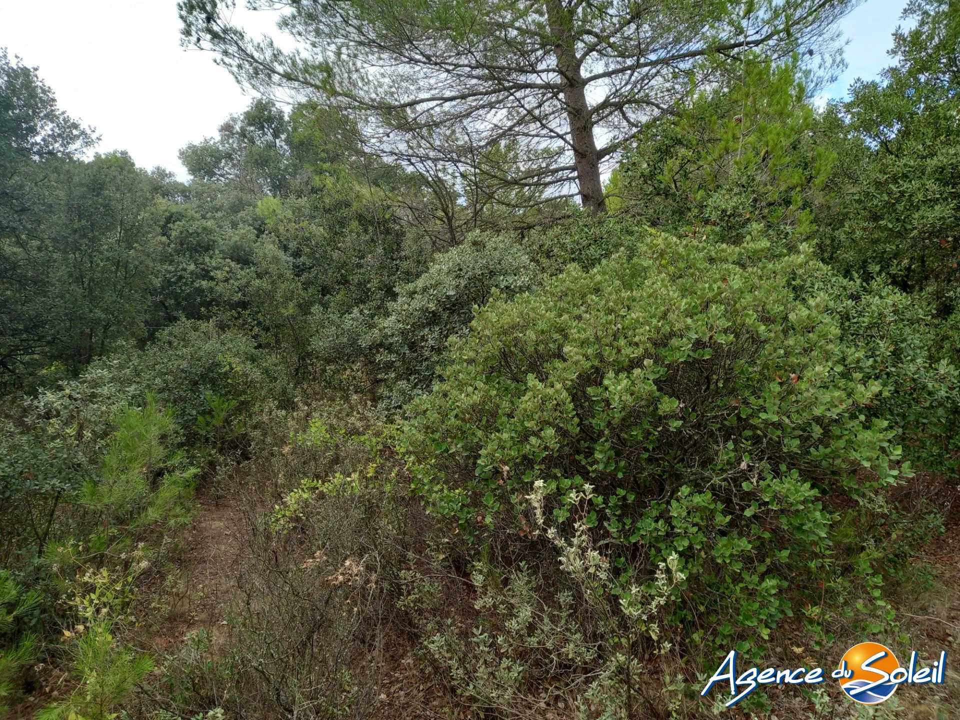 Terrain arboré non constructible à Paraza avec permis pour box, opportunité rare 