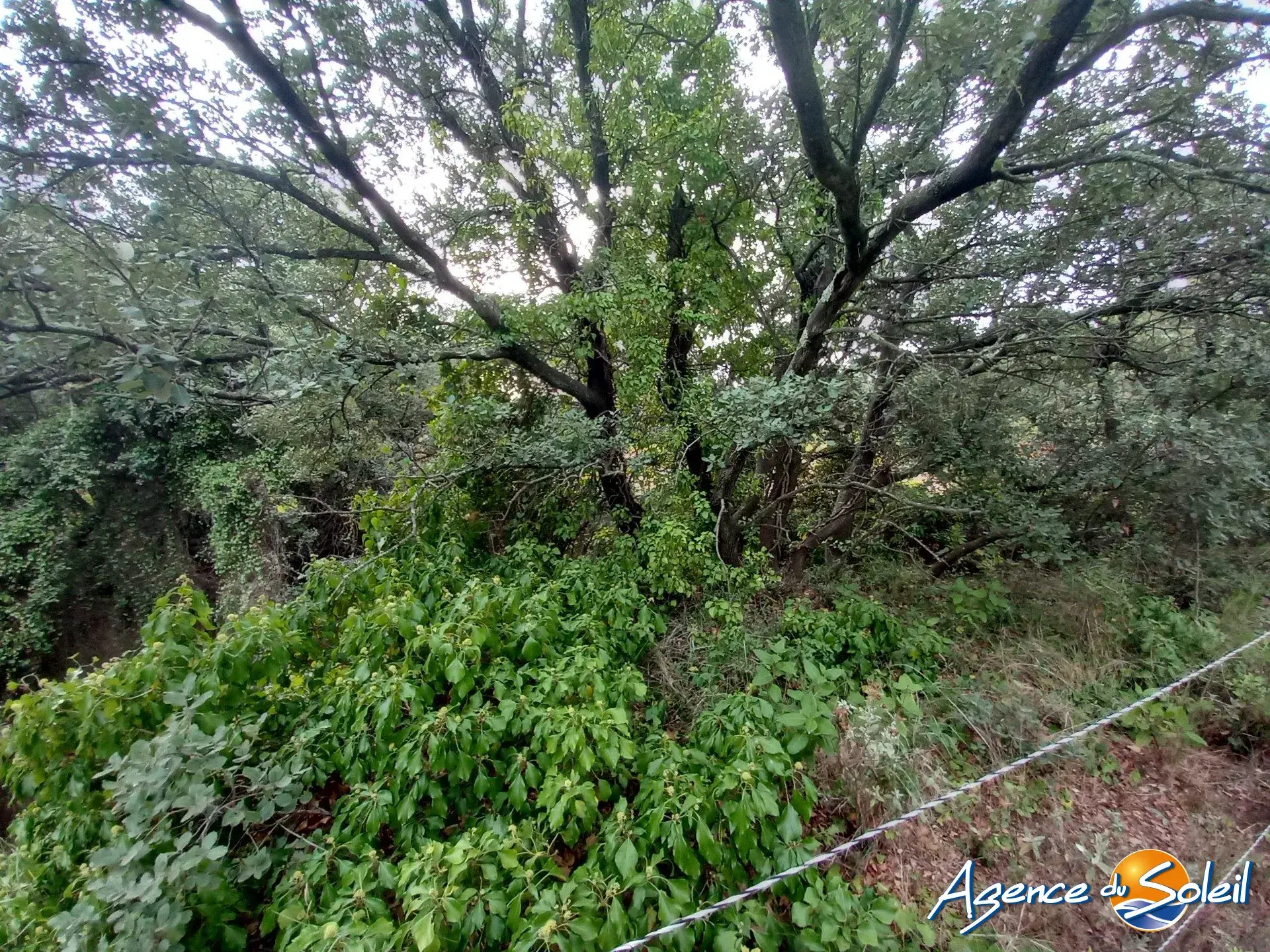 Terrain arboré non constructible à Paraza avec permis pour box, opportunité rare 