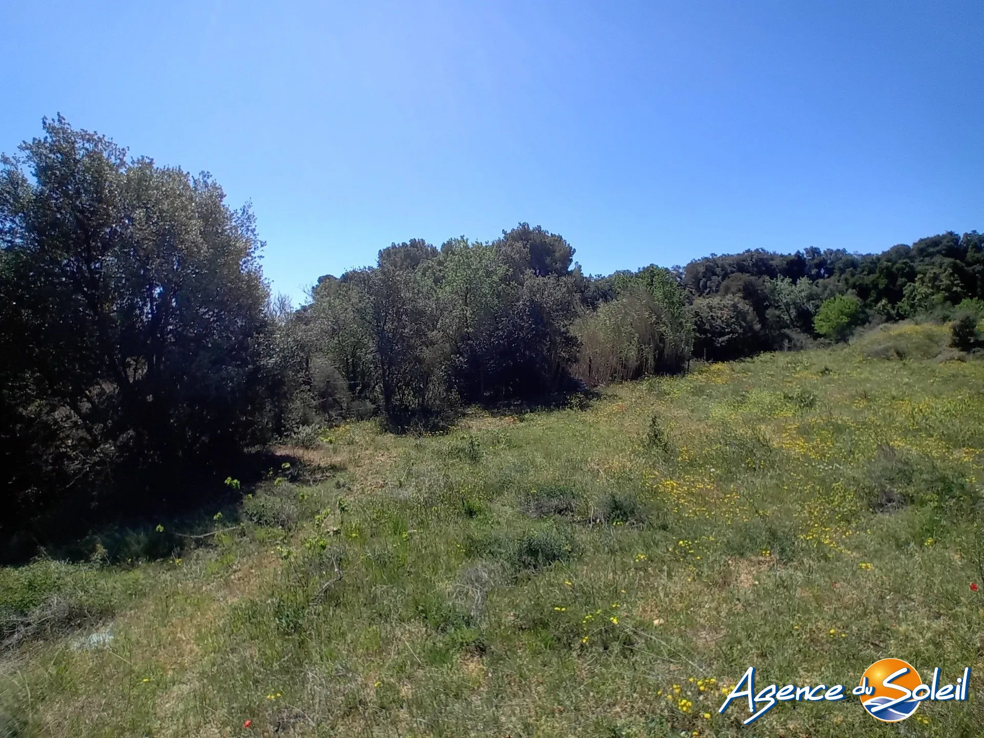 Terrain arboré non constructible à Paraza avec permis pour box, opportunité rare 