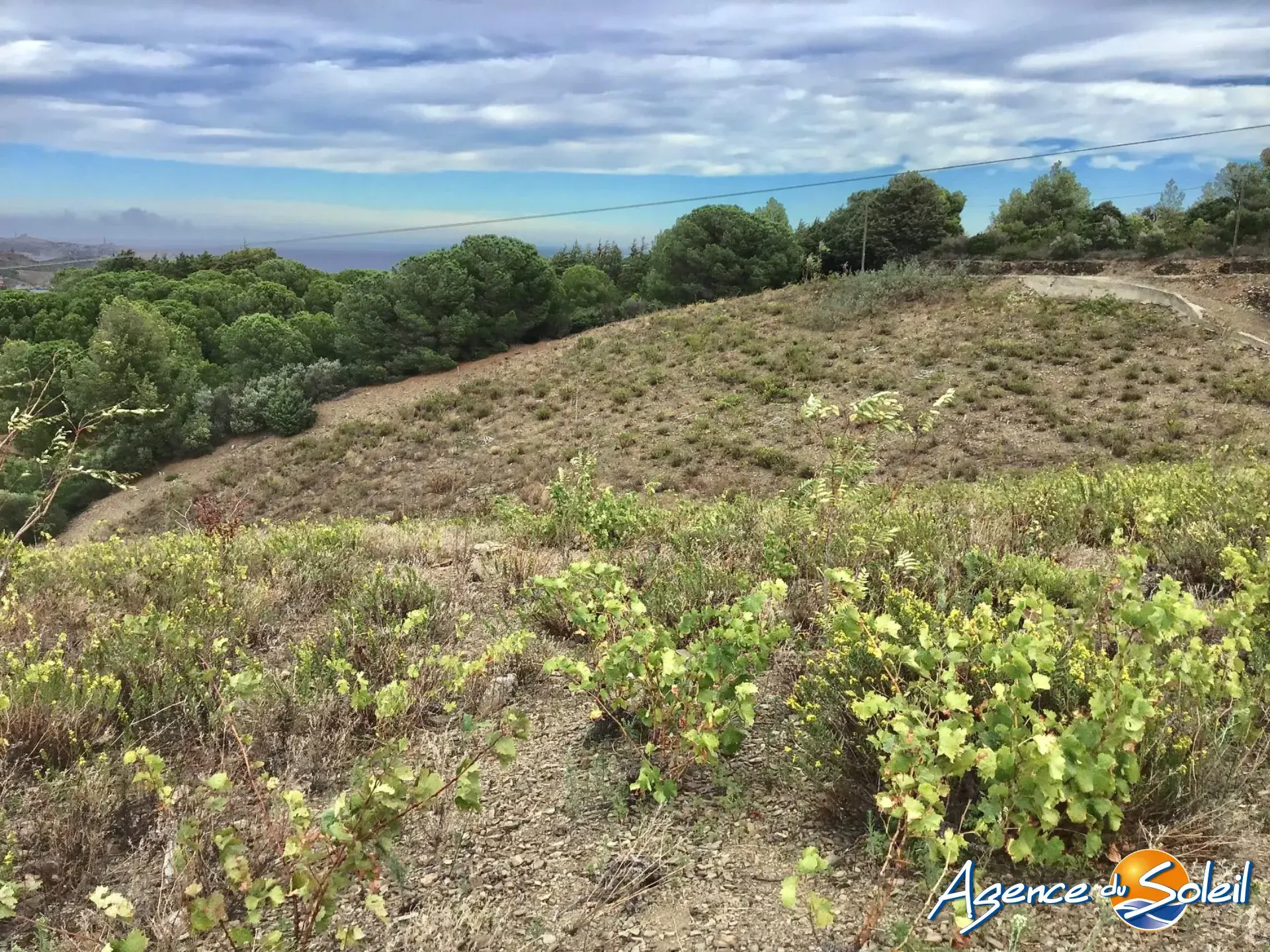 Vignobles à Banyuls-sur-Mer : terrains agricoles pour production de vins 