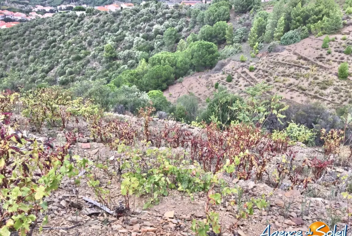 Vignobles à Banyuls-sur-Mer : terrains agricoles pour production de vins 