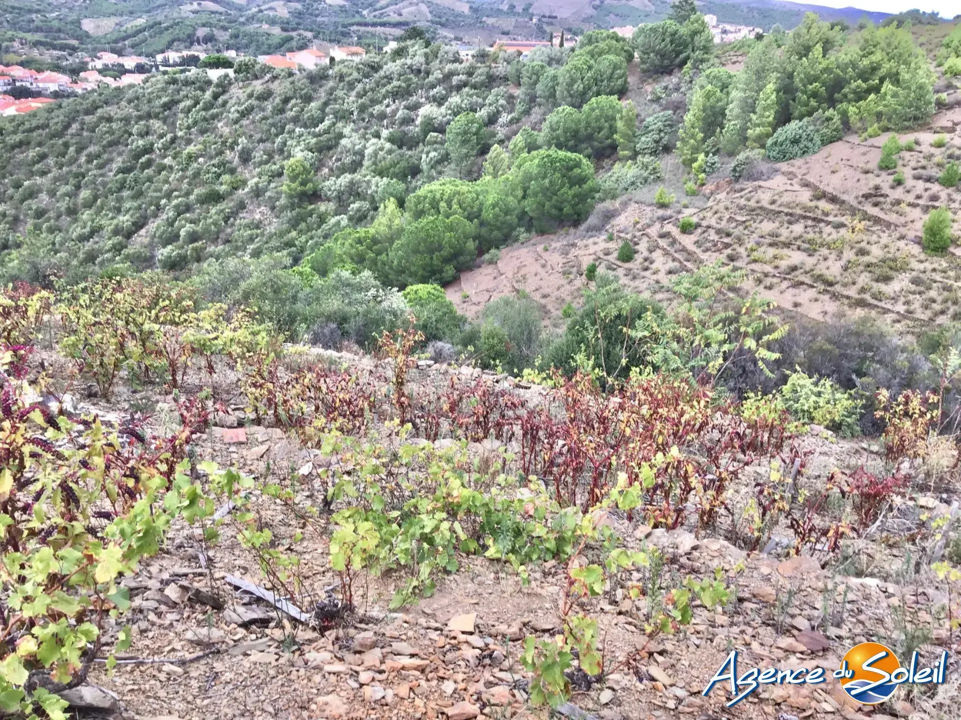 Vignobles à Banyuls-sur-Mer : terrains agricoles pour production de vins 