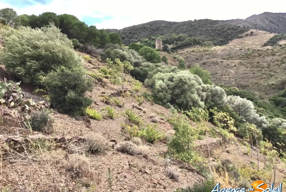 Vignobles à Banyuls-sur-Mer : terrains agricoles pour production de vins 