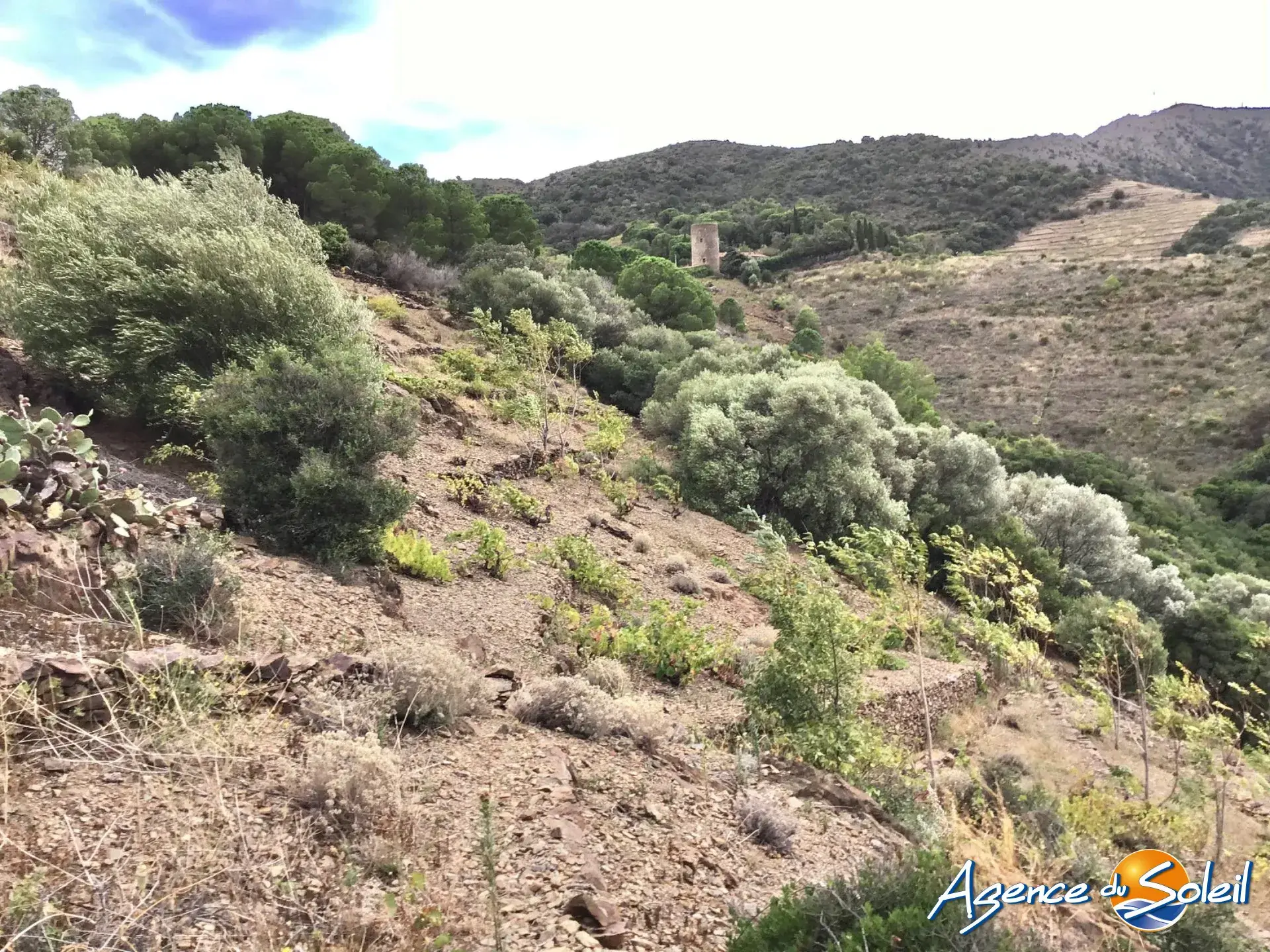 Vignobles à Banyuls-sur-Mer : terrains agricoles pour production de vins 