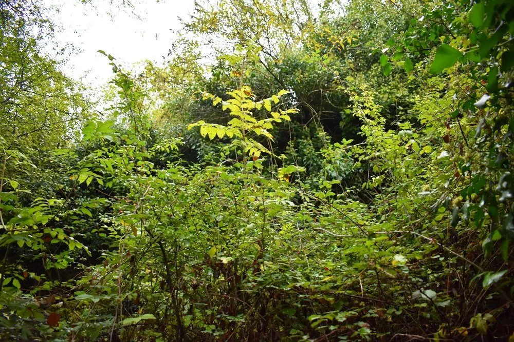 Maison ancienne à vendre à Saint-Béat-Lez avec potentiel de rénovation 