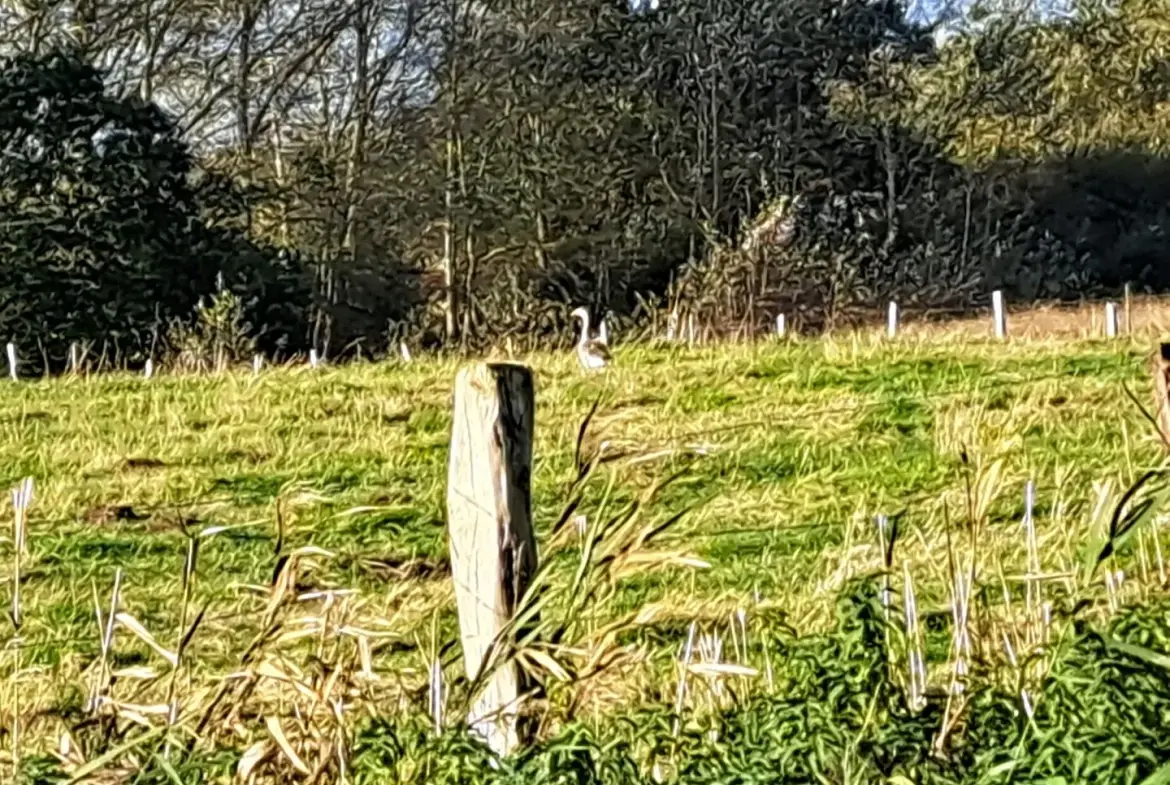 Hutte de chasse à Abbeville avec pièce à rénover et pièce d'eau - Terrain de 12 753 m² 