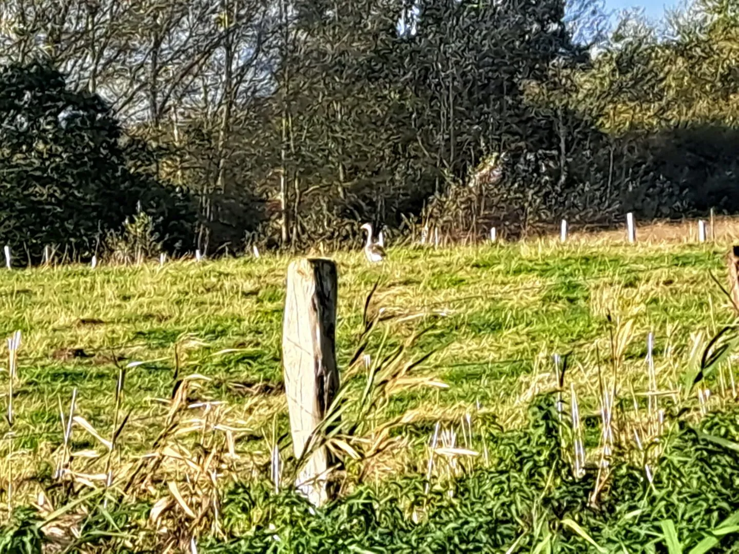 Hutte de chasse à Abbeville avec pièce à rénover et pièce d'eau - Terrain de 12 753 m² 
