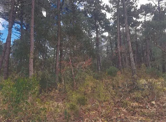 Terrain de 10 000 m² en vente aux enchères à Lit-et-Mixe à partir de 6 000 € 