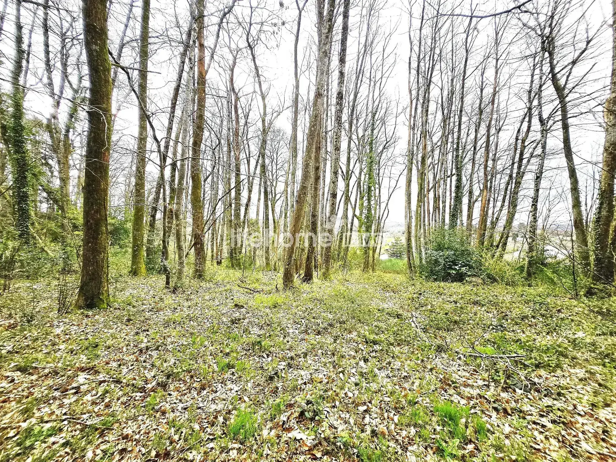 Maison à Saint-Vaury avec grand terrain, piscine et vente en ligne 