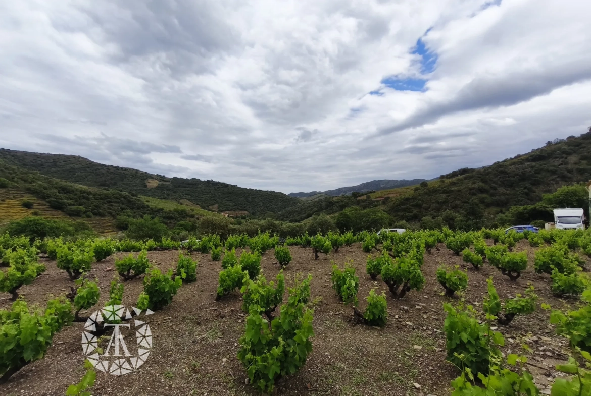 Terrain constructible rare de 4830 m² à Banyuls-sur-Mer proche plage 