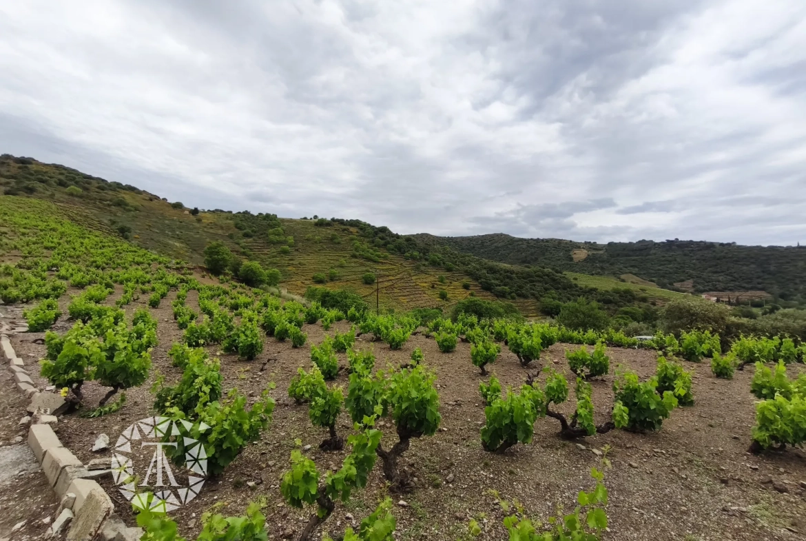 Terrain constructible rare de 4830 m² à Banyuls-sur-Mer proche plage 
