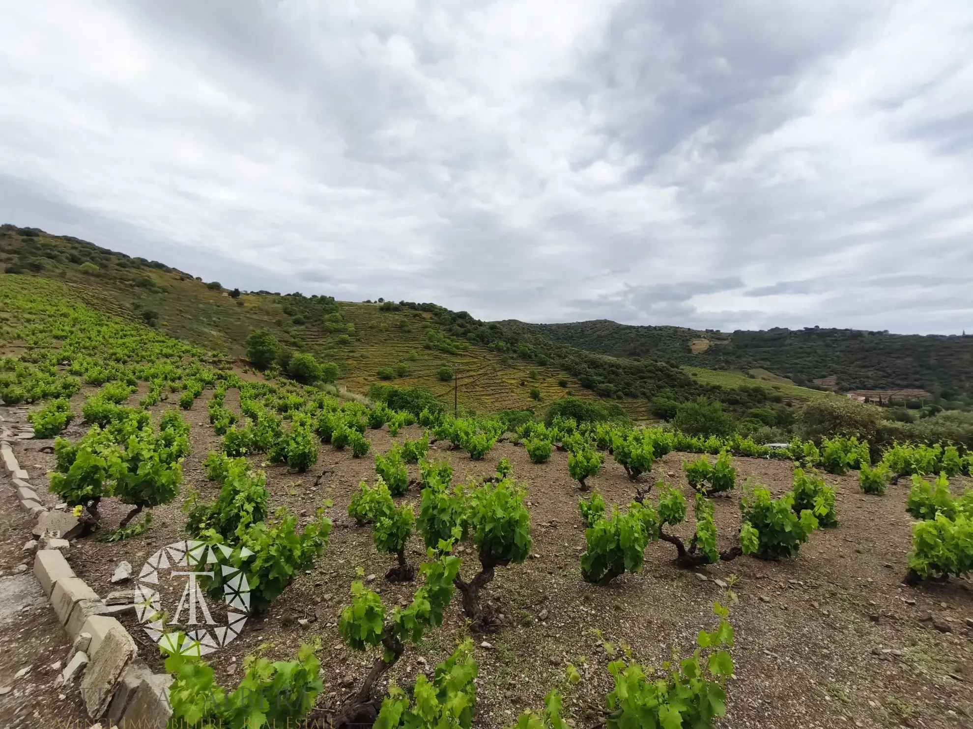 Terrain constructible rare de 4830 m² à Banyuls-sur-Mer proche plage 