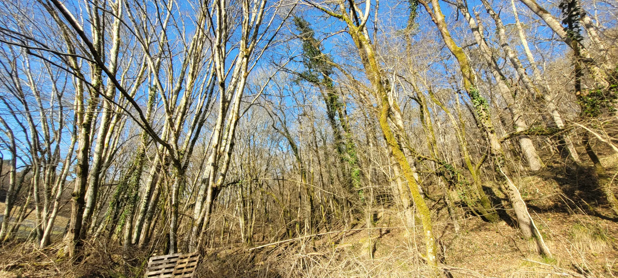 Étang privé de 1,6 ha classé pisciculture à vendre près de Périgueux 
