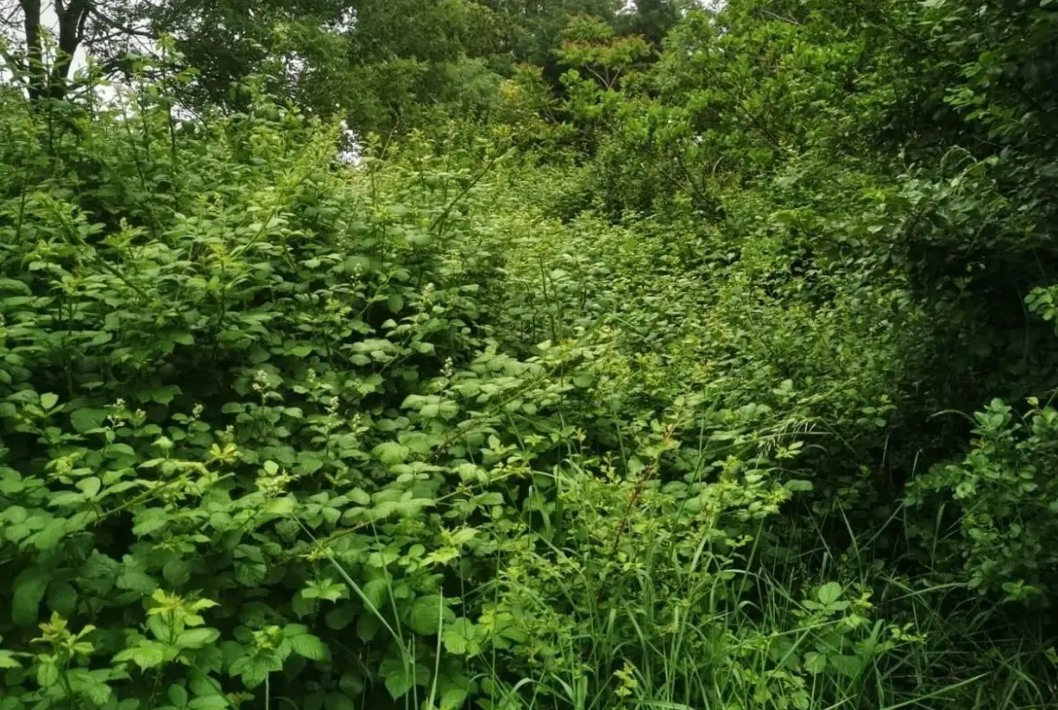Magnifique terrain de loisir avec étang à Talmont-Saint-Hilaire 