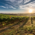 Vignoble de 9,57 ha à Baixas avec cépages Macabeu et Muscat