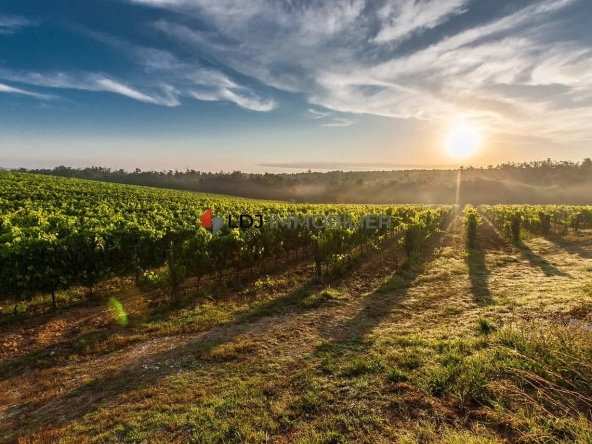 Vignoble de 9,57 ha à Baixas avec cépages Macabeu et Muscat