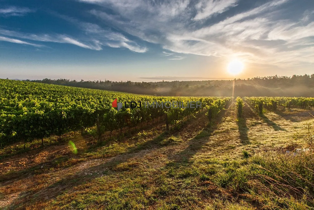 Vignoble de 9,57 ha à Baixas avec cépages Macabeu et Muscat 