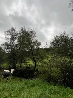 A vendre parcelles dispersées dans le village de Lusse - 157,86 ares de prés et futaies 