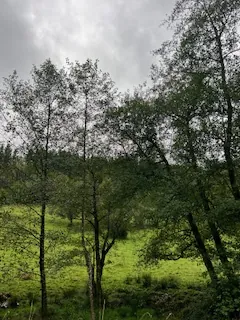 A vendre parcelles dispersées dans le village de Lusse - 157,86 ares de prés et futaies 