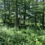 Terrain à vendre à Objat - 1,3 hectare en zone naturelle avec ruine et source