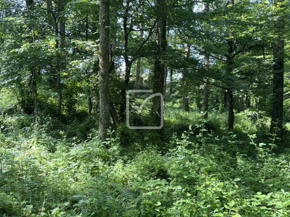 Terrain à vendre à Objat - 1,3 hectare en zone naturelle avec ruine et source